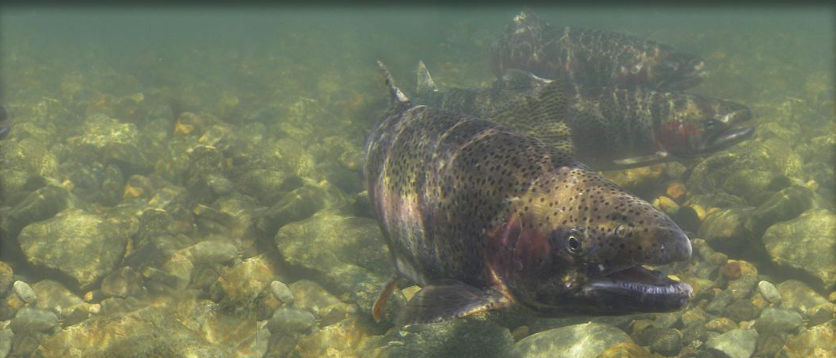 Review and Comparison of Agency Strategies and Actions for Central Valley Listed Salmonids